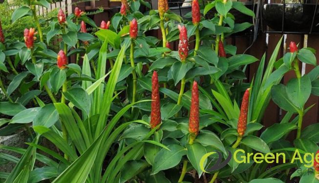 garden-maintenance-greenage-landscape-singapore-landed-serangoon-1