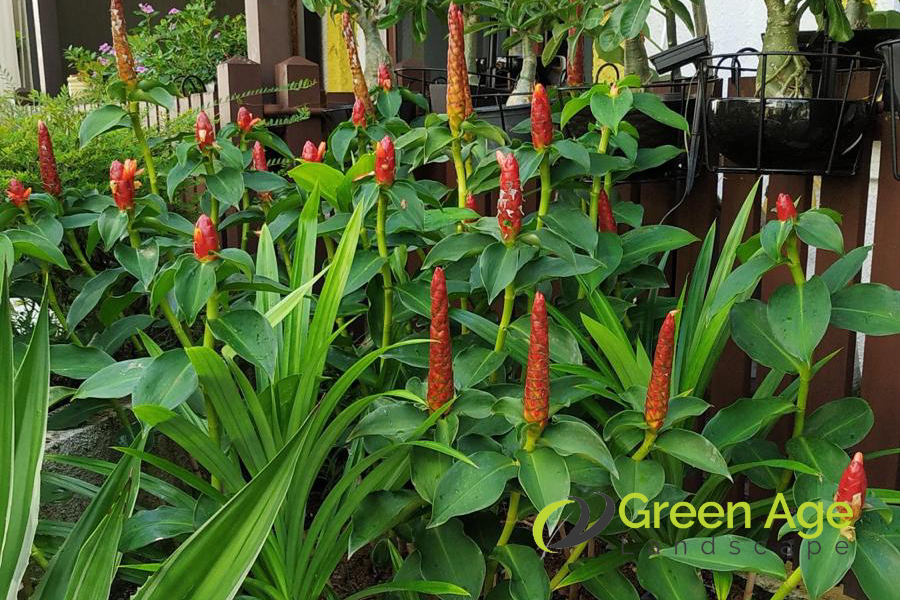 about-greenage-landscaping-homepage-greenage-landscaping-singapore