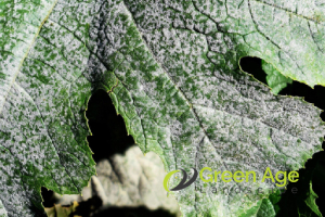 How to Prevent Common Garden Pests and Plant Diseases During DIY Garden Maintenance 5 common-garden-diseases-fungal-diseases-how-to-prevent-common-garden-pests-and-plant-diseases-during-diy-garden-maintenance-greenage-landscaping-services-singapore