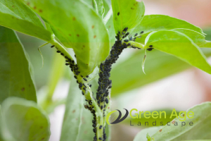 How to Prevent Common Garden Pests and Plant Diseases During DIY Garden Maintenance 3 common-garden-pests-ants-and-aphids-how-to-prevent-common-garden-pests-and-plant-diseases-during-diy-garden-maintenance-greenage-landscaping-services-singapore
