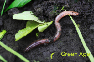 How to Prevent Common Garden Pests and Plant Diseases During DIY Garden Maintenance 2 common-garden-pests-councils-how-to-prevent-common-garden-pests-and-plant-diseases-during-diy-garden-maintenance-greenage-landscaping-services-singapore