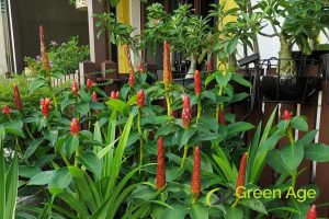 different-plant-species-6-signs-of-reliable-professional-landscaping-services-greenage-landscaping-services-singapore