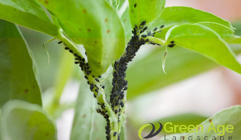 featured-how-to-prevent-common-garden-pests-and-plant-diseases-during-diy-garden-maintenance-greenage-landscaping-services-singapore