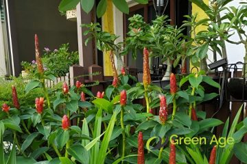 featured-image-gardening-services-greenage-landscaping-services-singapore