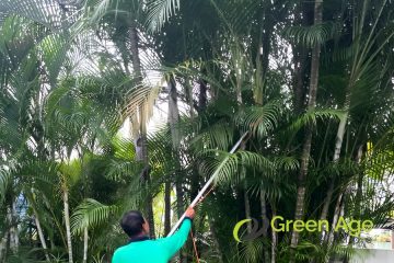 featured-image-tree-pruning-greenage-landscaping-services-singapore