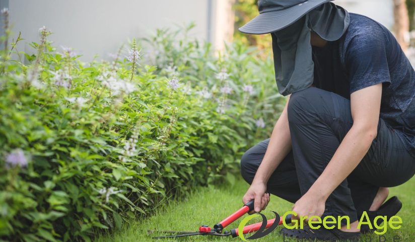 featured-image-trimming-grass-6-skills-you-require-for-diy-landscaping-services-greenage-landscaping-services-singapore