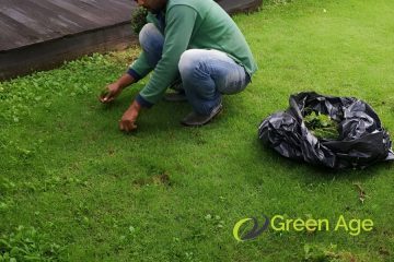 featured-image-weeding-greenage-landscaping-services-singapore