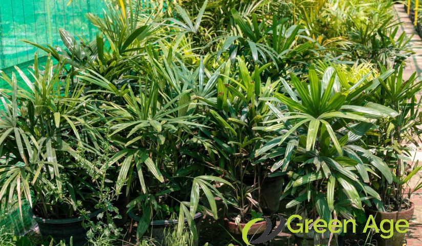 featured-managing-overgrown-potted-plants-diy-garden-maintenance-solutions-in-singapore-garden-maintenance-greenage-landscaping-services-singapore