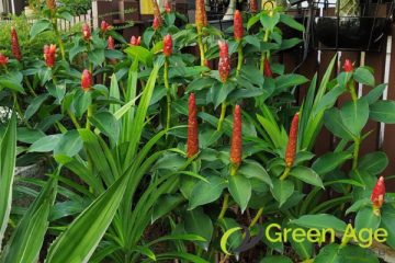 garden-maintenance-greenage-landscape-singapore-landed-serangoon-1-wm
