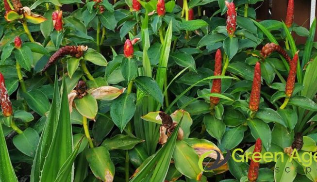garden-maintenance-greenage-landscape-singapore-landed-serangoon-3