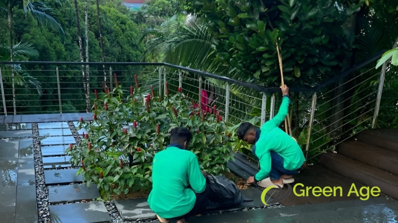 garden-maintenance-greenage-landscaping-services-singapore-1