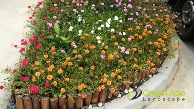 garden-maintenance-greenage-landscaping-services-singapore-2