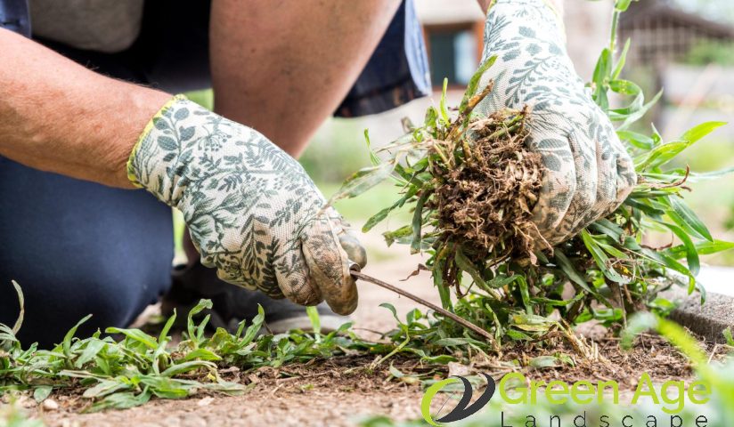 garden-weeding-importance-of-engaging-landscape-maintenance-services-for-your-property-landscape-maintenance-greenage-landscaping-services-singapore