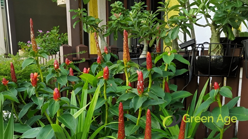 gardening-services-greenage-landscaping-services-singapore-2
