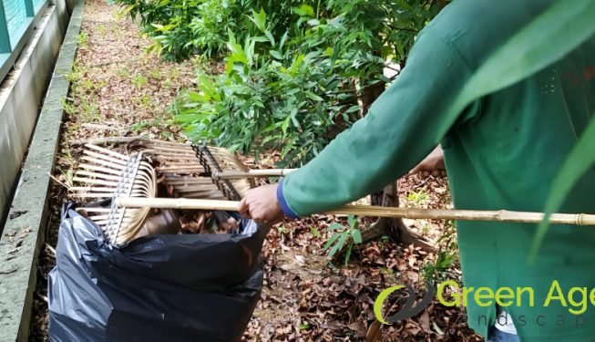 grass-cutting-greenage-landscaping-services-singapore-landed-holland-3