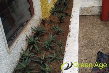 grass-planting-services-greenage-landscape-singapore-landed-river-valley-1