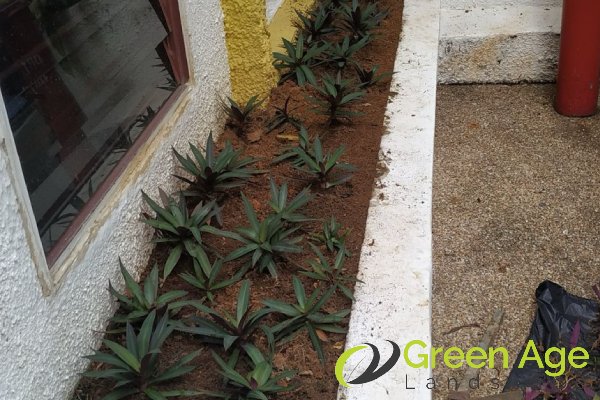 grass-planting-services-greenage-landscape-singapore-landed-river-valley-1