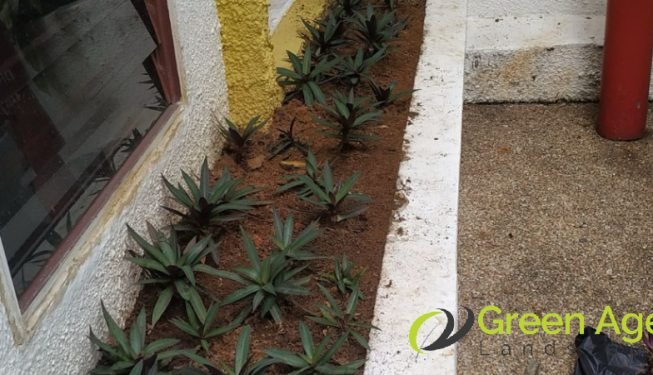 grass-planting-services-greenage-landscape-singapore-landed-river-valley-4