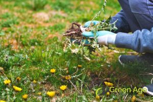 What Happens During Professional Landscape Maintenance in Singapore? 3 hand-weeding-what-happens-during-professional-landscape-maintenance-greenage-landscaping-services-singapore