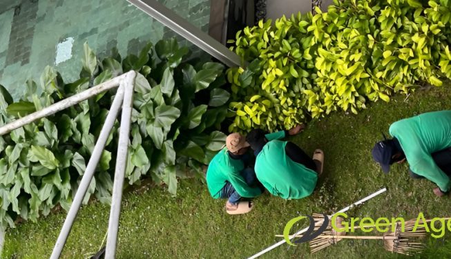 landscape-maintenance-greenage-landscaping-services-singapore-landed-yishun-2