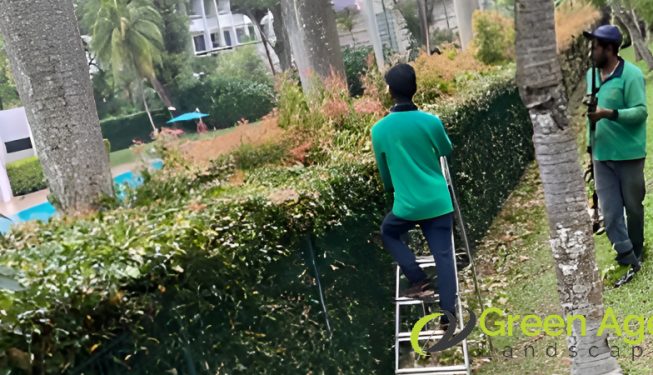 landscape-maintenance-greenage-landscaping-services-singapore-landed-yishun-1