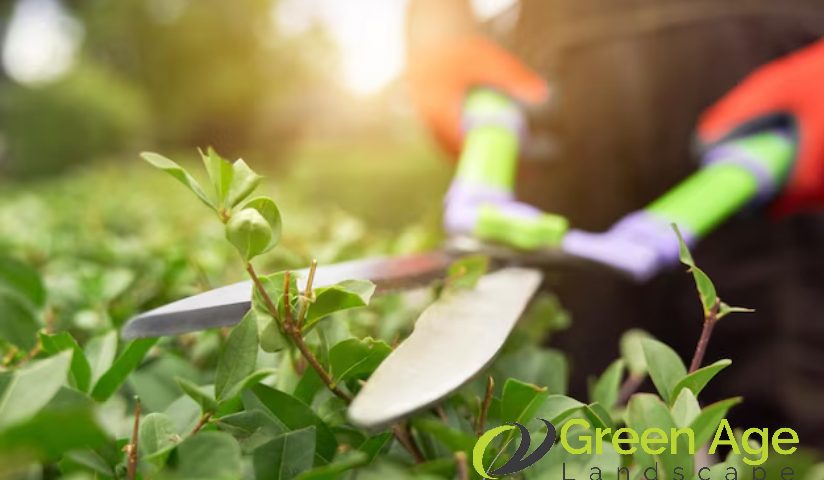 landscape-maintenance-what-happens-during-professional-landscape-maintenance-greenage-landscaping-services-singapore