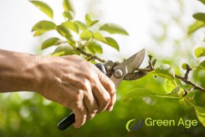 over-pruning-plants-and-shrubs-7-common-diy-landscape-maintenance-mistakes-made-by-homeowners-in-singapore-landscape-maintenance-greenage-landscaping-services-singapore