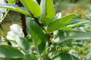 What Can Happen If You Don’t Engage Professional Garden Maintenance Services in Singapore? 3 pest-infestations-what-can-happen-if-you-don’t-engage-professional-garden-maintenance-services-in-singapore-garden-maintenance-greenage-landscaping-services-singapore