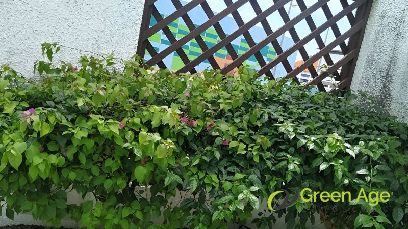 plant-pruning-greenage-landscaping-services-singapore-2