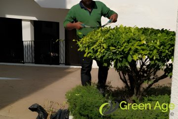 plant-pruning-services-greenage-landscape-singapore-landed-tanglin-1