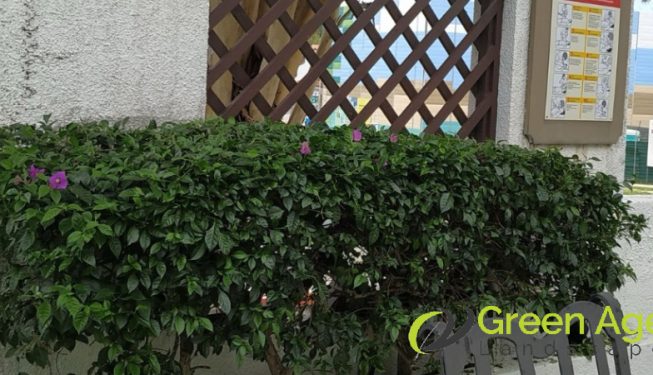 plant-pruning-services-greenage-landscape-singapore-landed-tanglin-3