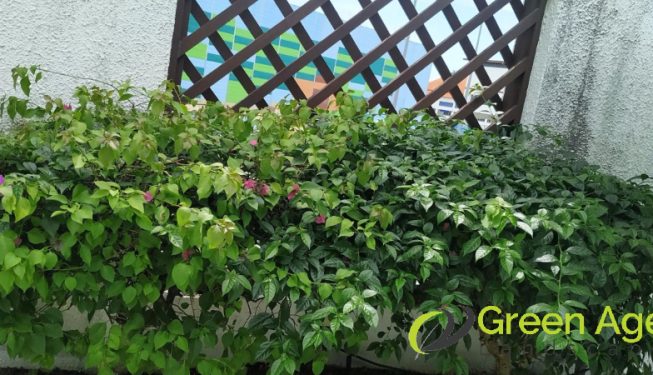 plant-pruning-services-greenage-landscape-singapore-landed-tanglin-4