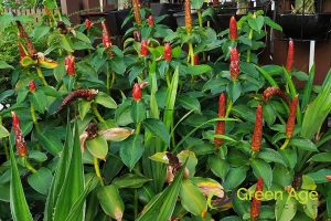 plant-type-how-often-should-you-do-landscape-maintenance-greenage-landscape-services-singapore