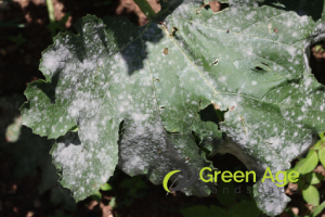 What Can Happen If You Don’t Engage Professional Garden Maintenance Services in Singapore? 5 risk-of-plant-diseases-what-can-happen-if-you-don’t-engage-professional-garden-maintenance-services-in-singapore-garden-maintenance-greenage-landscaping-services-singapore