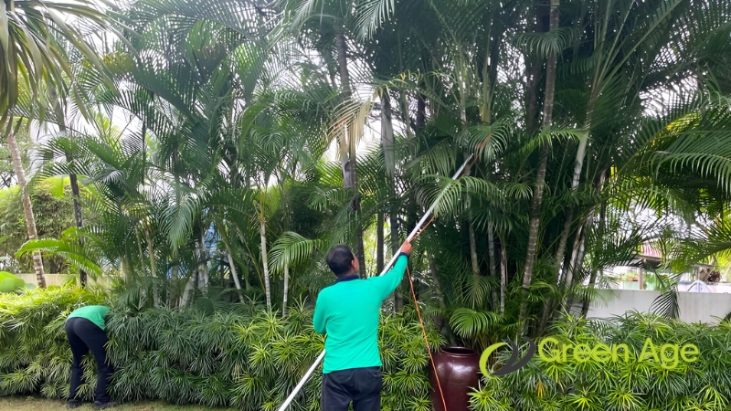 Tree Pruning 1 tree-pruning-greenage-landscaping-services-singapore-1