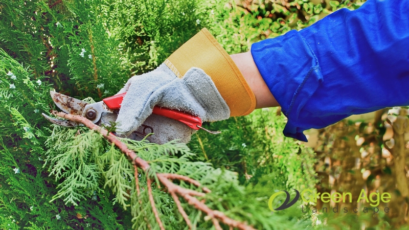 tree-pruning-greenage-landscaping-services-singapore-2