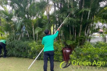 tree-pruning-services-greenage-landscape-singapore-landed-novena-1