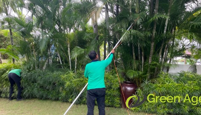 tree-pruning-services-greenage-landscape-singapore-landed-novena-2