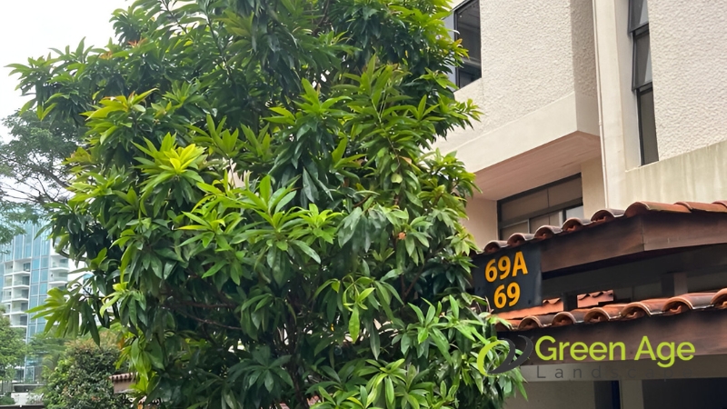 tree-trimming-greenage-landscaping-services-singapore-1
