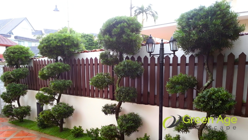 tree-trimming-greenage-landscaping-services-singapore-2