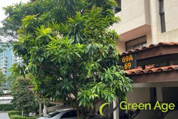 tree-trimming-services-greenage-landscape-singapore-landed-kembangan-1
