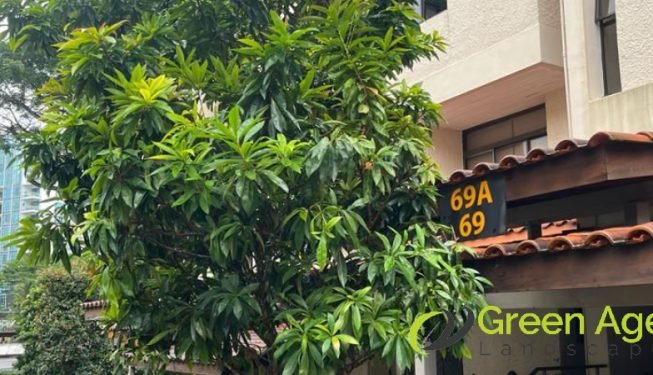 tree-trimming-services-greenage-landscape-singapore-landed-kembangan-2