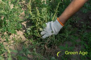 6 Skills You Require for DIY Landscaping in Singapore 5 weed-management-6-skills-you-require-for-diy-landscaping-services-greenage-landscaping-services-singapore