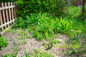 What Can Happen If You Don’t Engage Professional Garden Maintenance Services in Singapore? 4 weed-overgrowth-what-can-happen-if-you-don’t-engage-professional-garden-maintenance-services-in-singapore-garden-maintenance-greenage-landscaping-services-singapore