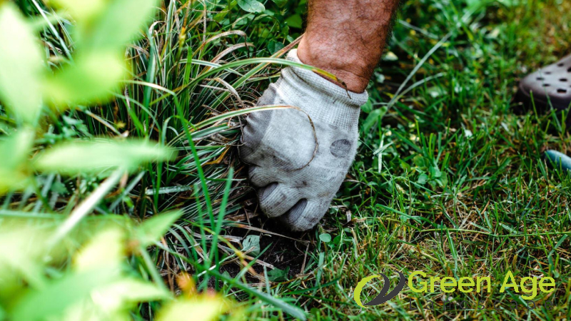 weed-removal-services-description-greenage-lanscape-singapore