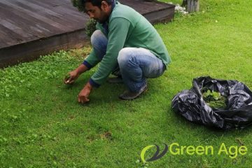 weed-removal-services-greenage-lanscape-singapore-landed-bukit-timah-1
