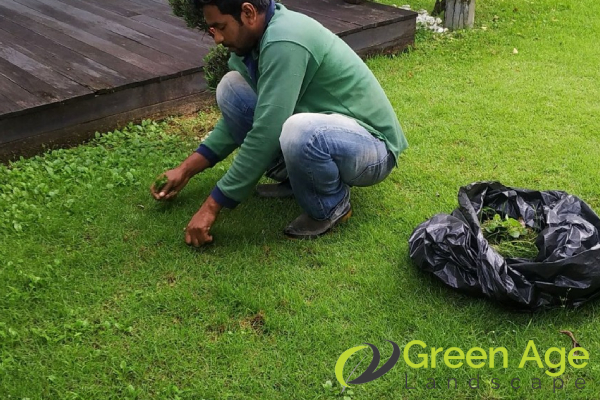 weed-removal-services-greenage-lanscape-singapore-landed-bukit-timah-1
