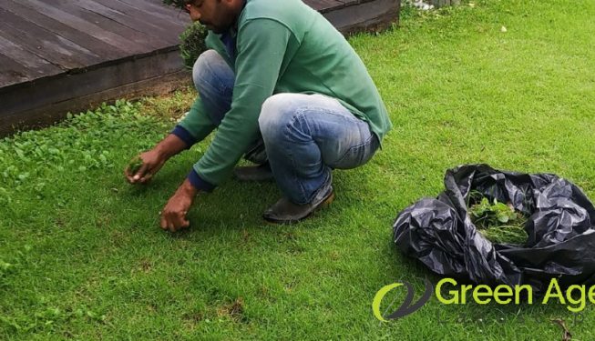 weed-removal-services-greenage-lanscape-singapore-landed-bukit-timah-2