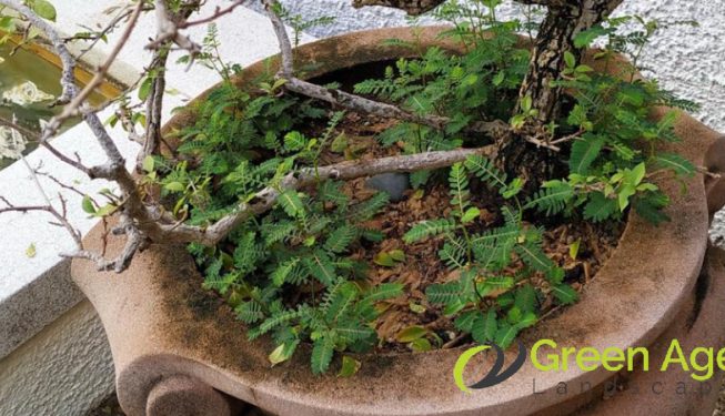 weed-removal-services-greenage-lanscape-singapore-landed-bukit-timah-3