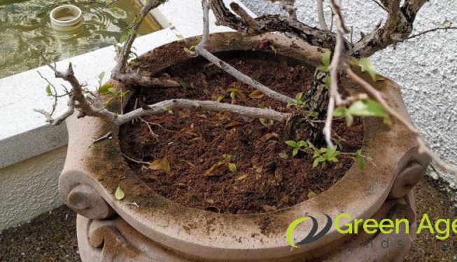 weed-removal-services-greenage-lanscape-singapore-landed-bukit-timah-4